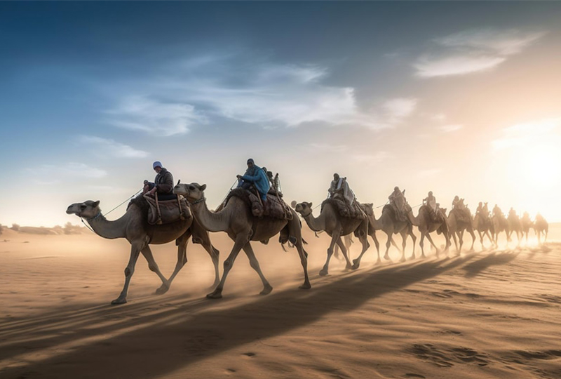 Camel Safari